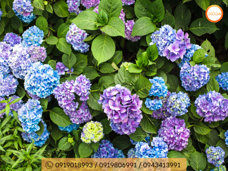 Hoa cẩm tú trở thành một phần không thể thiếu của cảnh quan Đà Lạt - Du lịch 360go 